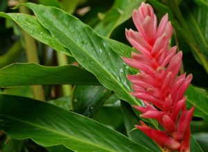 alpinia