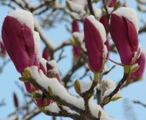 magnolia1