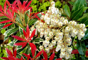 pieris