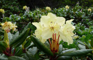 rhododendron